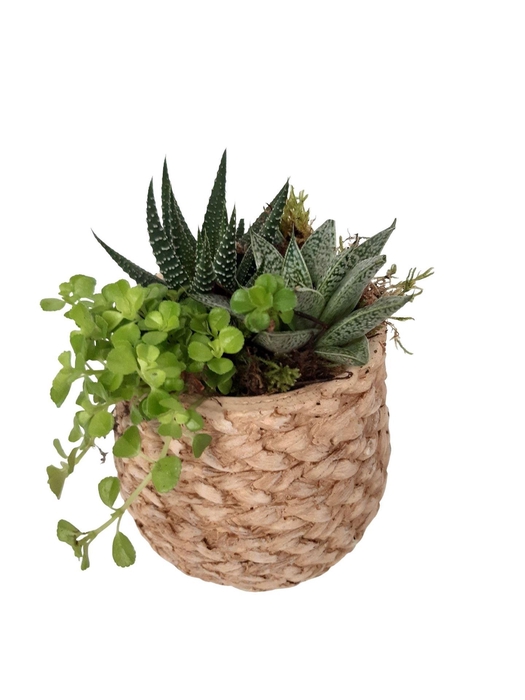 <h4>Arr.   Kamerplant Groen L%</h4>