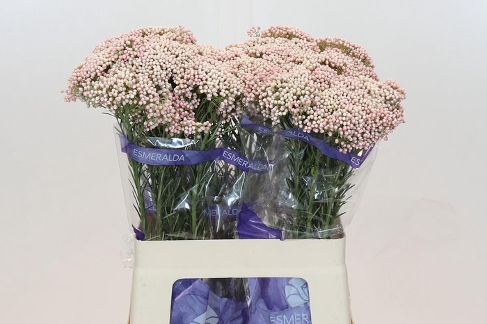 <h4>Ozothamnus Cooks Tall Pink</h4>