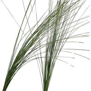 Steelgrass Regular