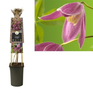 Clematis alp. 'Ruby' +3.0 label