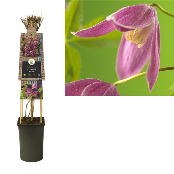 <h4>Clematis alp. 'Ruby' +3.0 label</h4>