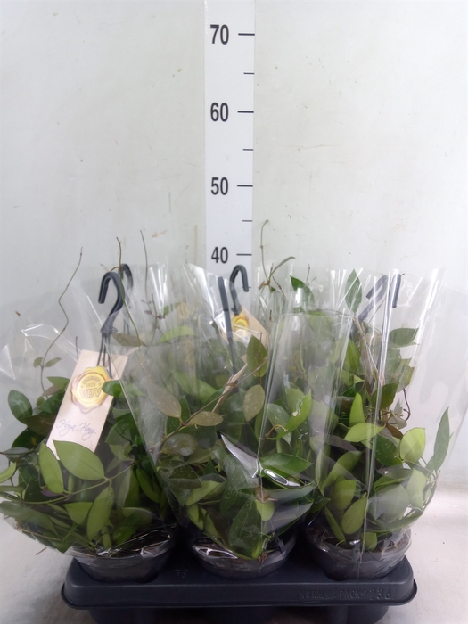 <h4>Hoya carnosa</h4>