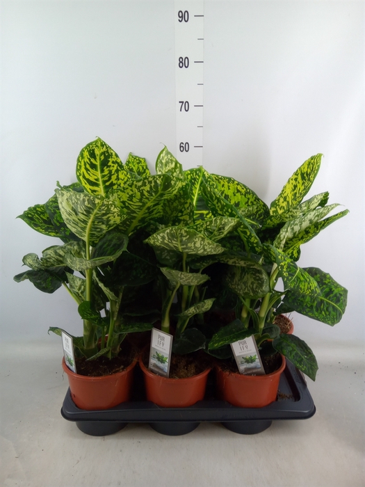 <h4>Dieffenbachia  'Reflector'</h4>