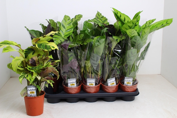 <h4>CALAT GEM 4 SRT</h4>