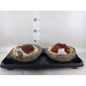 Arr.   Tuinplanten L%