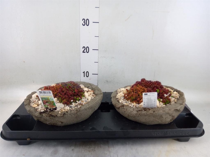 <h4>Arr.   Tuinplanten L%</h4>