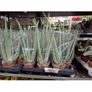 Aloe vera
