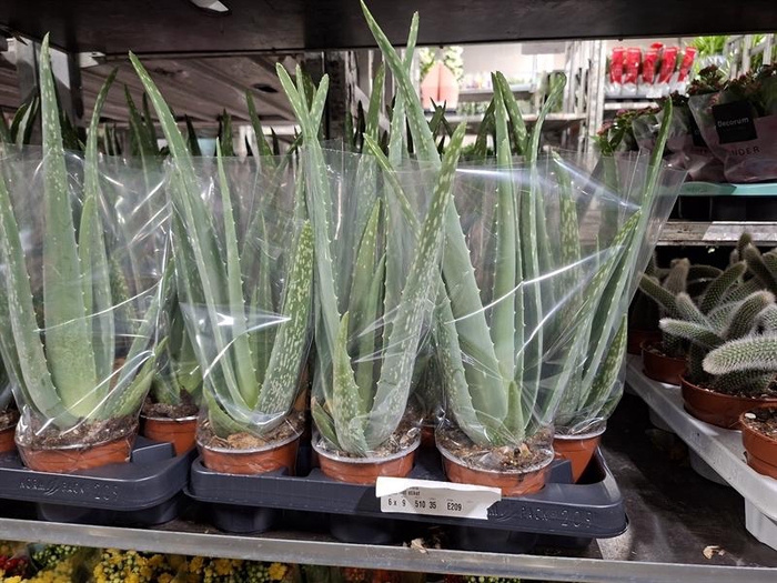 <h4>Aloe vera</h4>