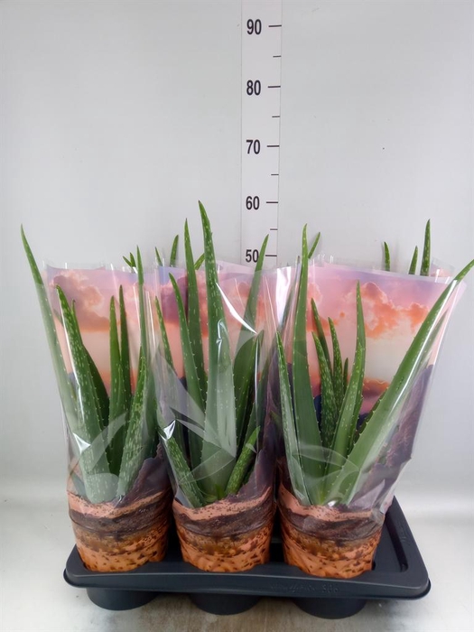 <h4>Aloe vera</h4>