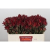 Leucadendron Blush Spray