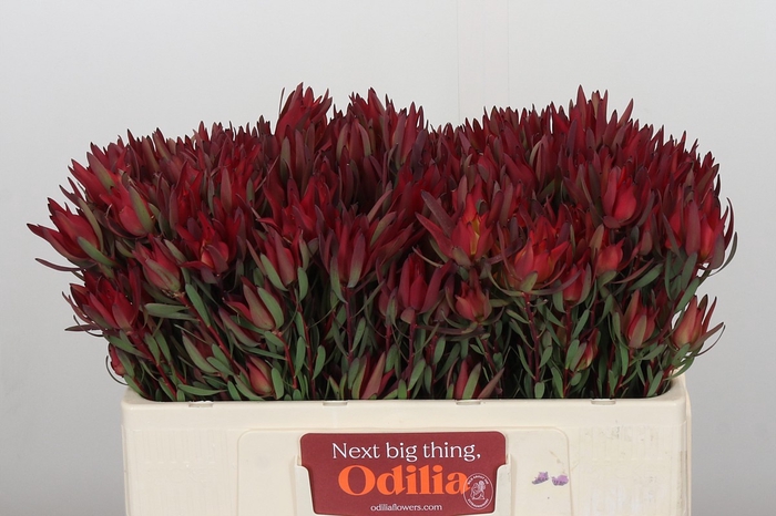 Leucadendron Blush Spray