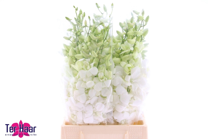 <h4>DENDR M POMP WIT</h4>