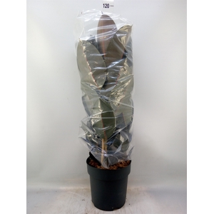 Ficus elastica 'Abidjan'