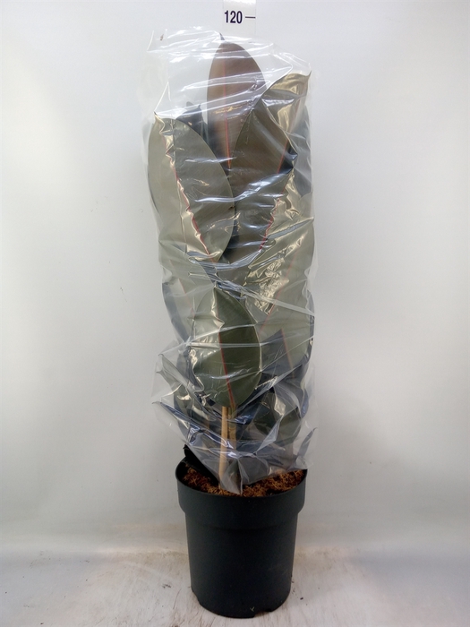 <h4>Ficus elastica 'Abidjan'</h4>