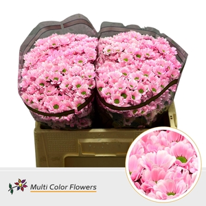 Chr. San DYED Pink Light