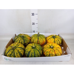 Cucurbita
