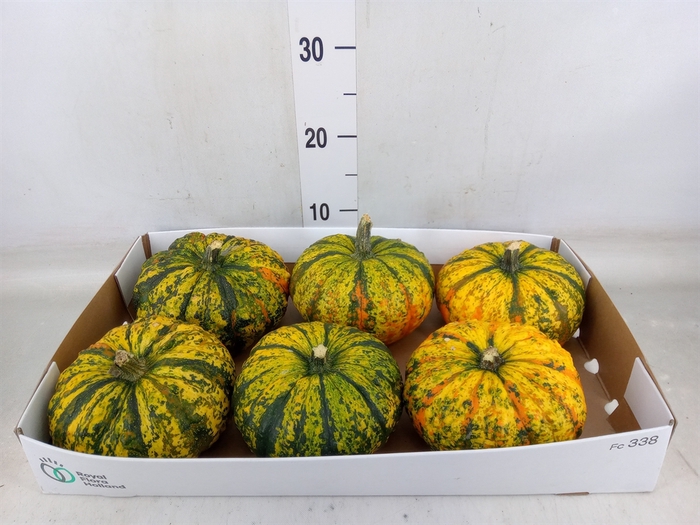 <h4>Cucurbita</h4>