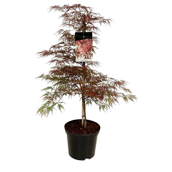 <h4>Acer pal. 'Garnet'</h4>