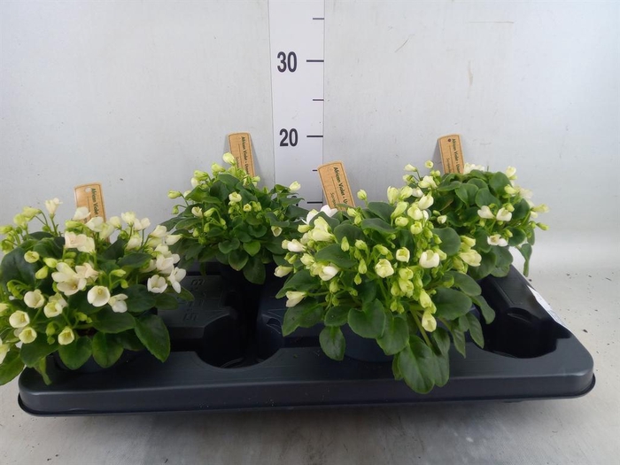 <h4>Saintpaulia   ...</h4>