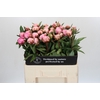 Paeonia Sarah Bernhardt
