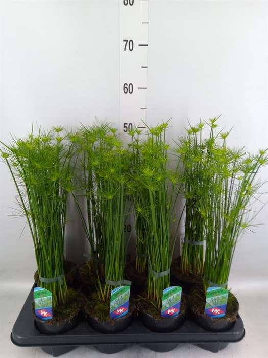 <h4>Cyperus haspan</h4>