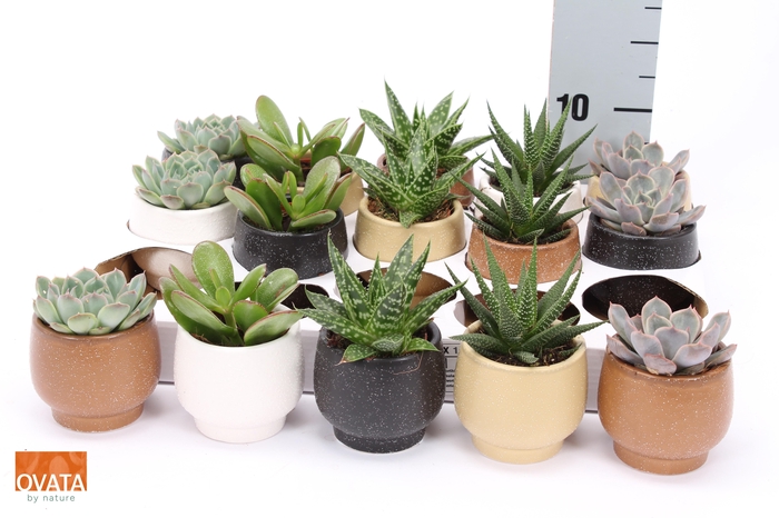 <h4>SUCC GEM 5 SRT</h4>