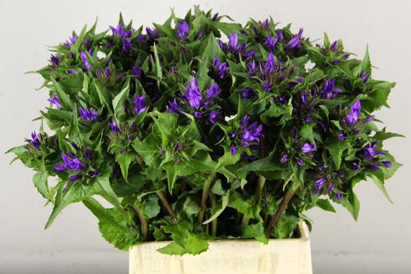 <h4>Campanula Glomerata Blauw</h4>