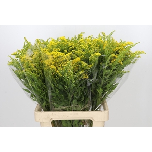 Solidago Golden Glory