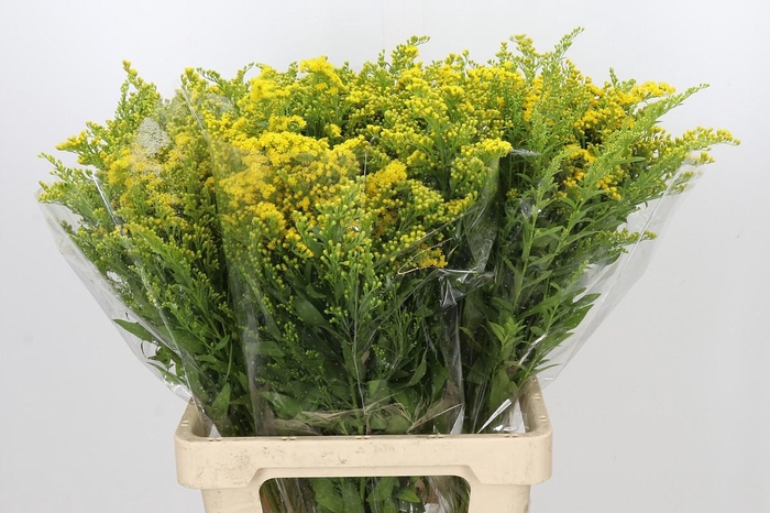 <h4>Solidago Golden Glory</h4>