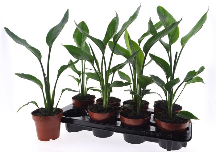 arr8 Strelitzia Reginae