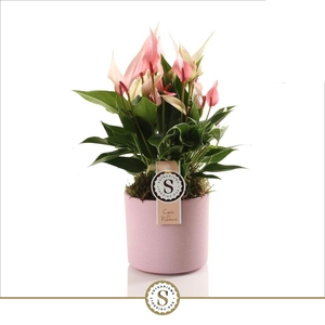 Bari Keramiek Pink - Lilli 12cm