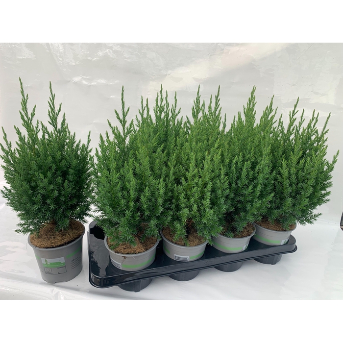 <h4>Jun. chin. Stricta</h4>