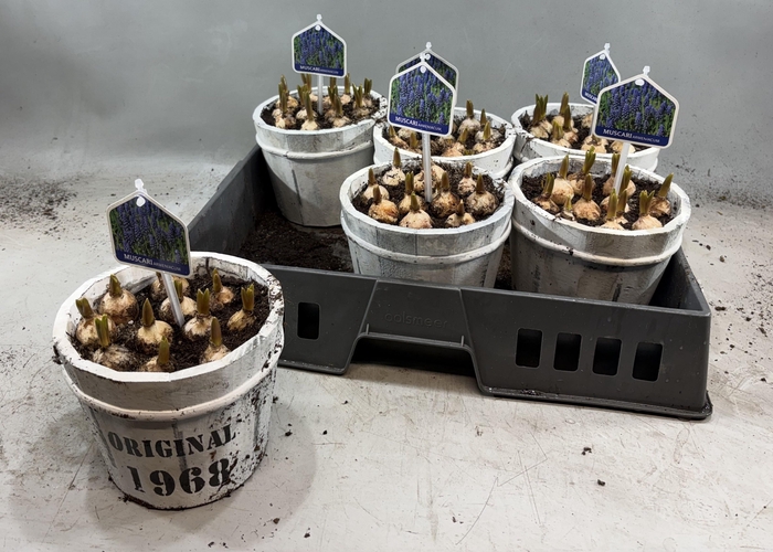 <h4>Arr Muscari</h4>