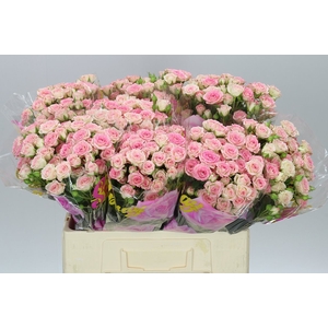 Rosa Tr Creamy Twister A2