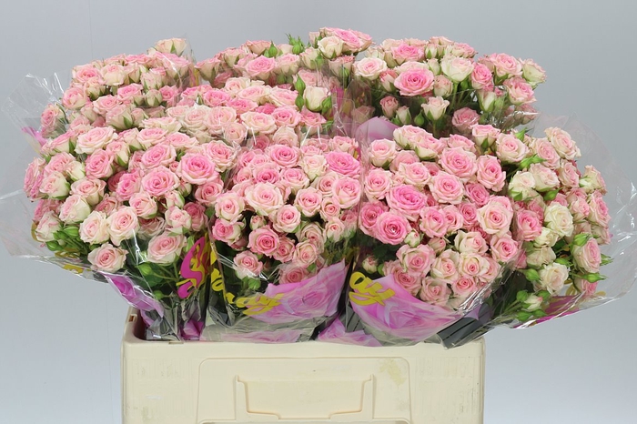 <h4>Rosa Tr Creamy Twister A2</h4>