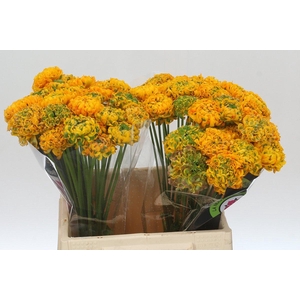 Ranunculus Pon Pon Merlino