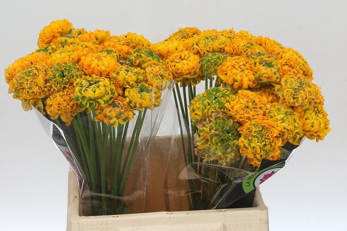 <h4>Ranunculus Pon Pon Merlino</h4>