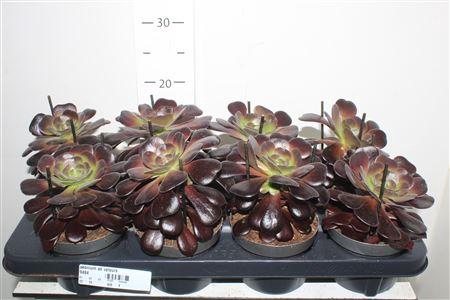 <h4>Aeonium Ab Velours</h4>
