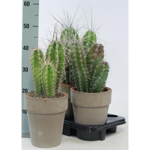 Cactus mix 17Ø 75cm