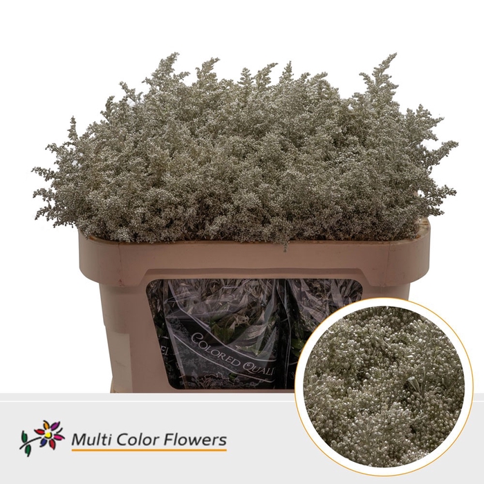 <h4>Solidago Platina</h4>