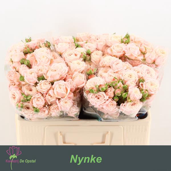 <h4>R Tr Nynke Opstal</h4>