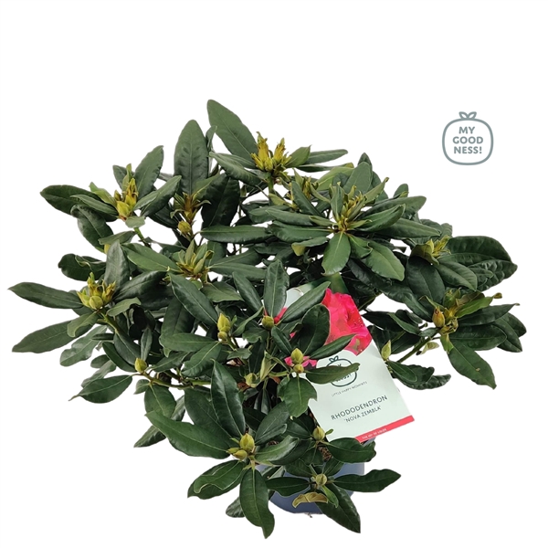 <h4>Rhododendron 50-60 /7.5 liter 'Nova Zembla'</h4>