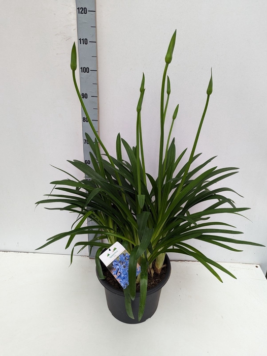 <h4>Agapanthus  'Eydori Blue'</h4>