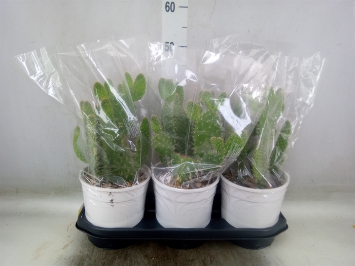 <h4>Opuntia</h4>