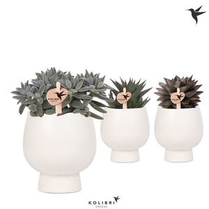 Kolibri Greens Succulenten mix in Scandic pot white