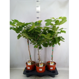 Ficus carica