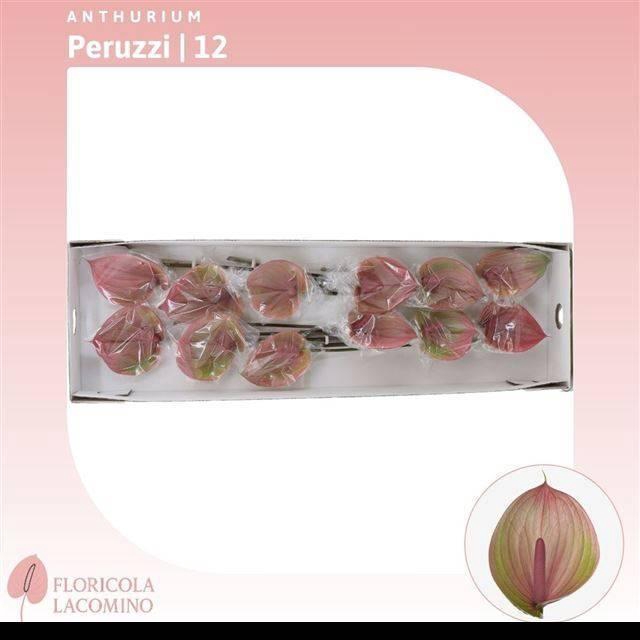 <h4>ANTH A PERUZZI</h4>