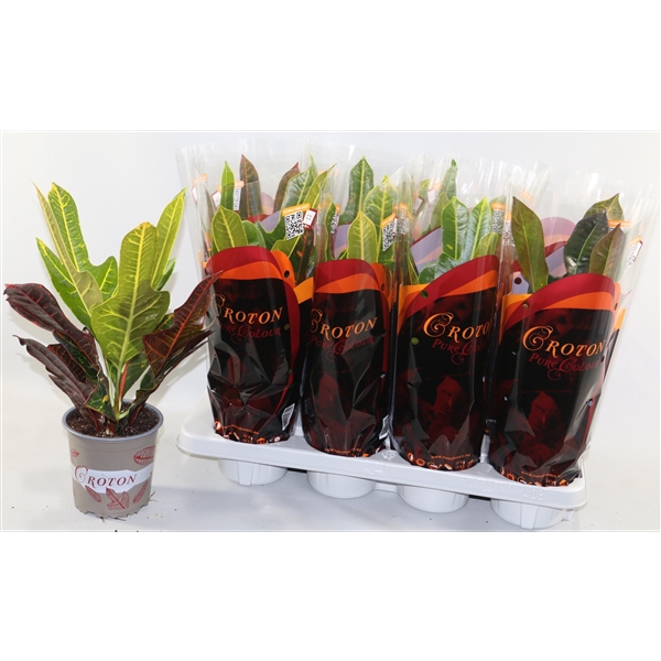 <h4>Croton Excellent in design hoes"Sunshiners®"</h4>