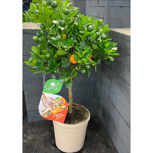 Citrus hystrix