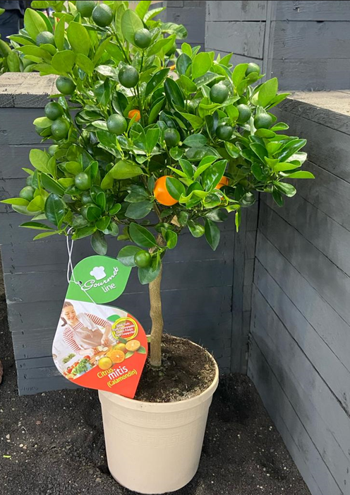 <h4>Citrus hystrix</h4>